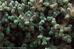 BD-161031-Reta-4332-Porites-sp.-Link.-1807-[Hump-coral].jpg